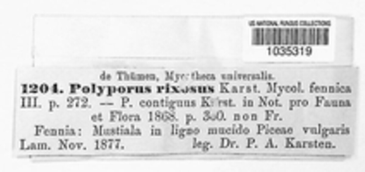 Polyporus rixosa image
